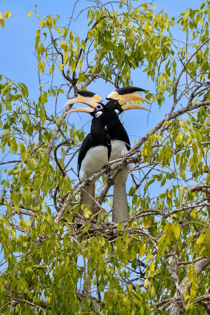 カササギサイチョウ - ML647701814