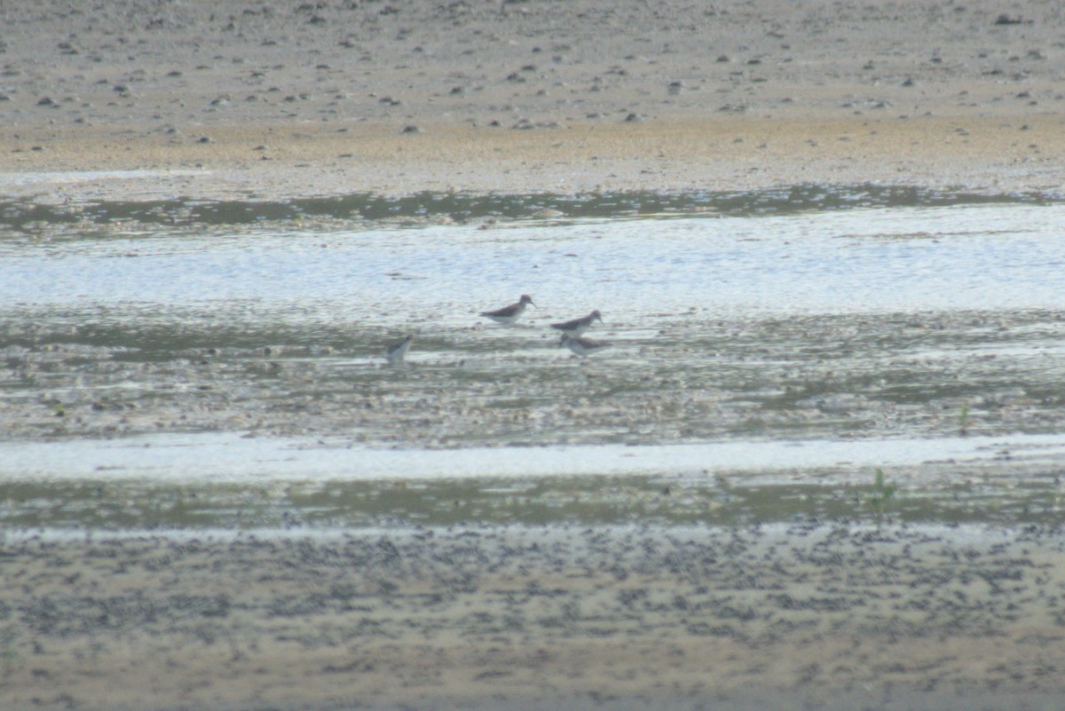 Stilt Sandpiper - ML647701843