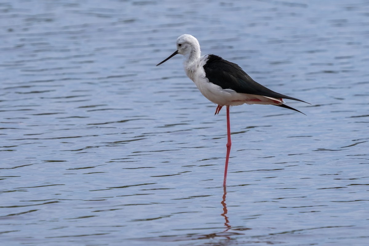 高蹺鴴 - ML647701849