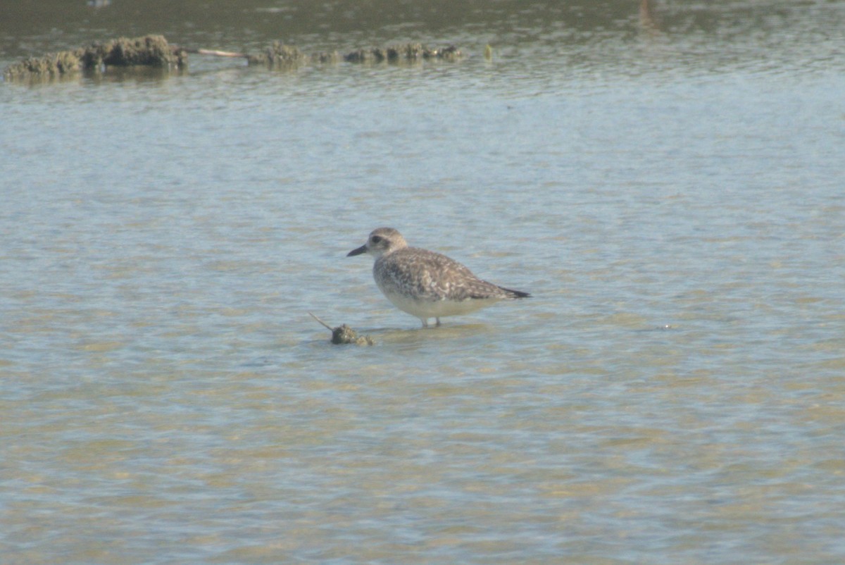 Black-bellied Plover - ML647701854