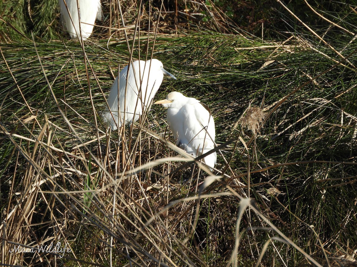 Western Cattle-Egret - ML647701858