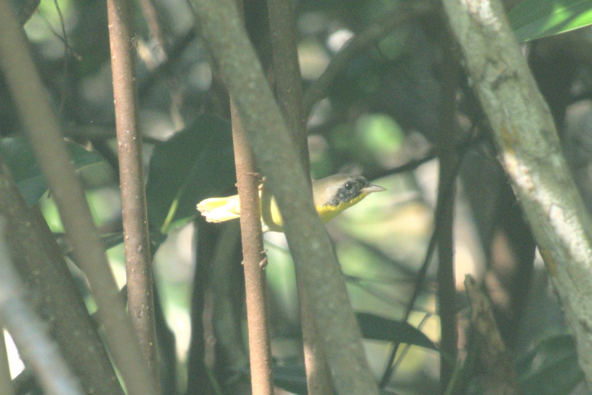 Common Yellowthroat - ML647701864