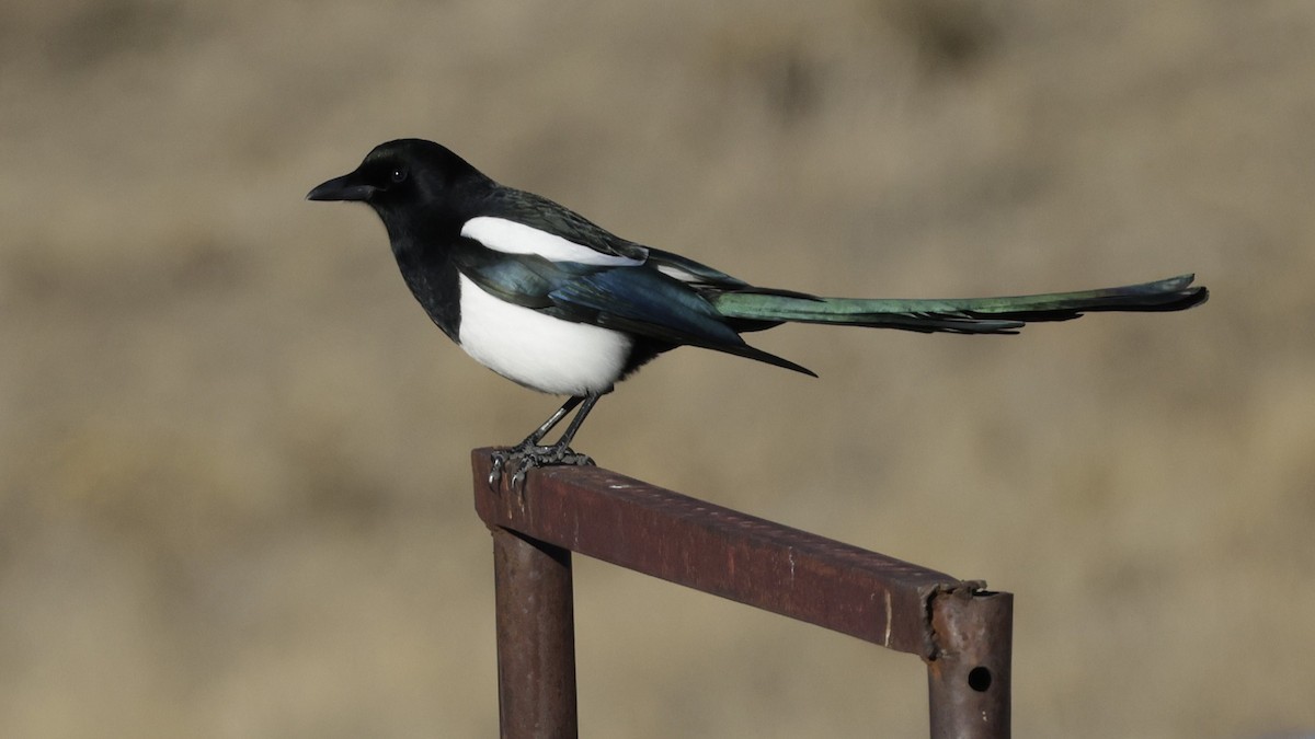 Сорока канадська - ML647701911