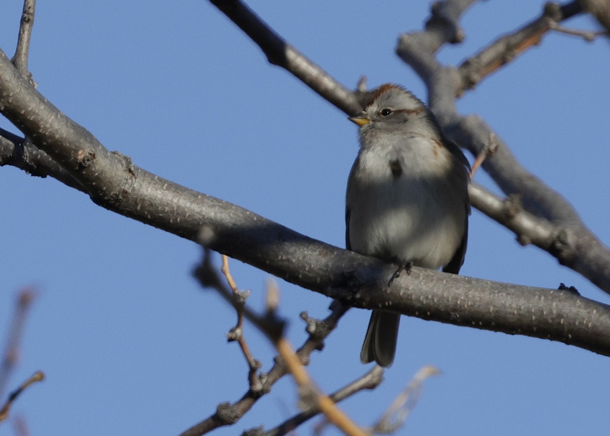 American Tree Sparrow - ML647701925