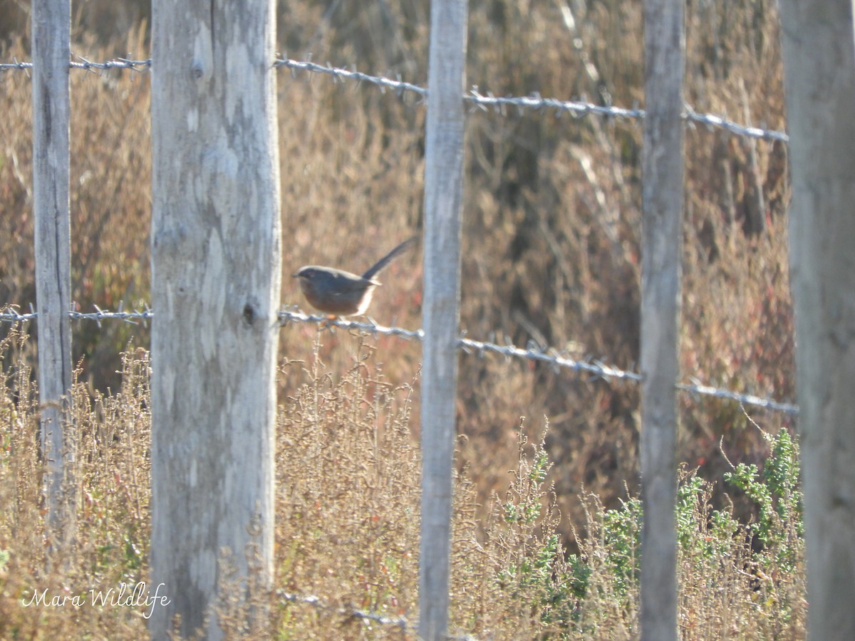 Dartford Warbler - ML647701932