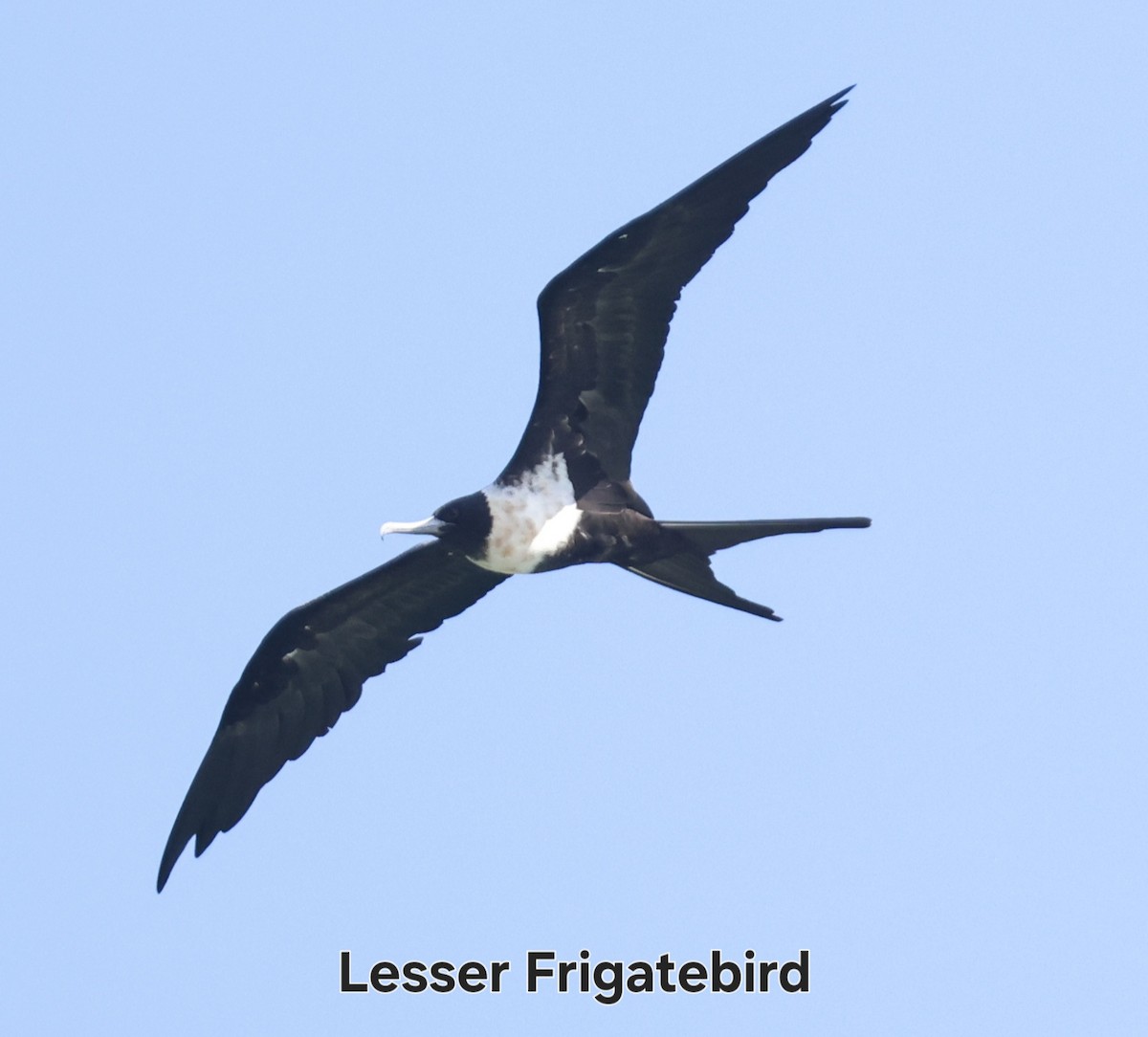 コグンカンドリ - ML647701936