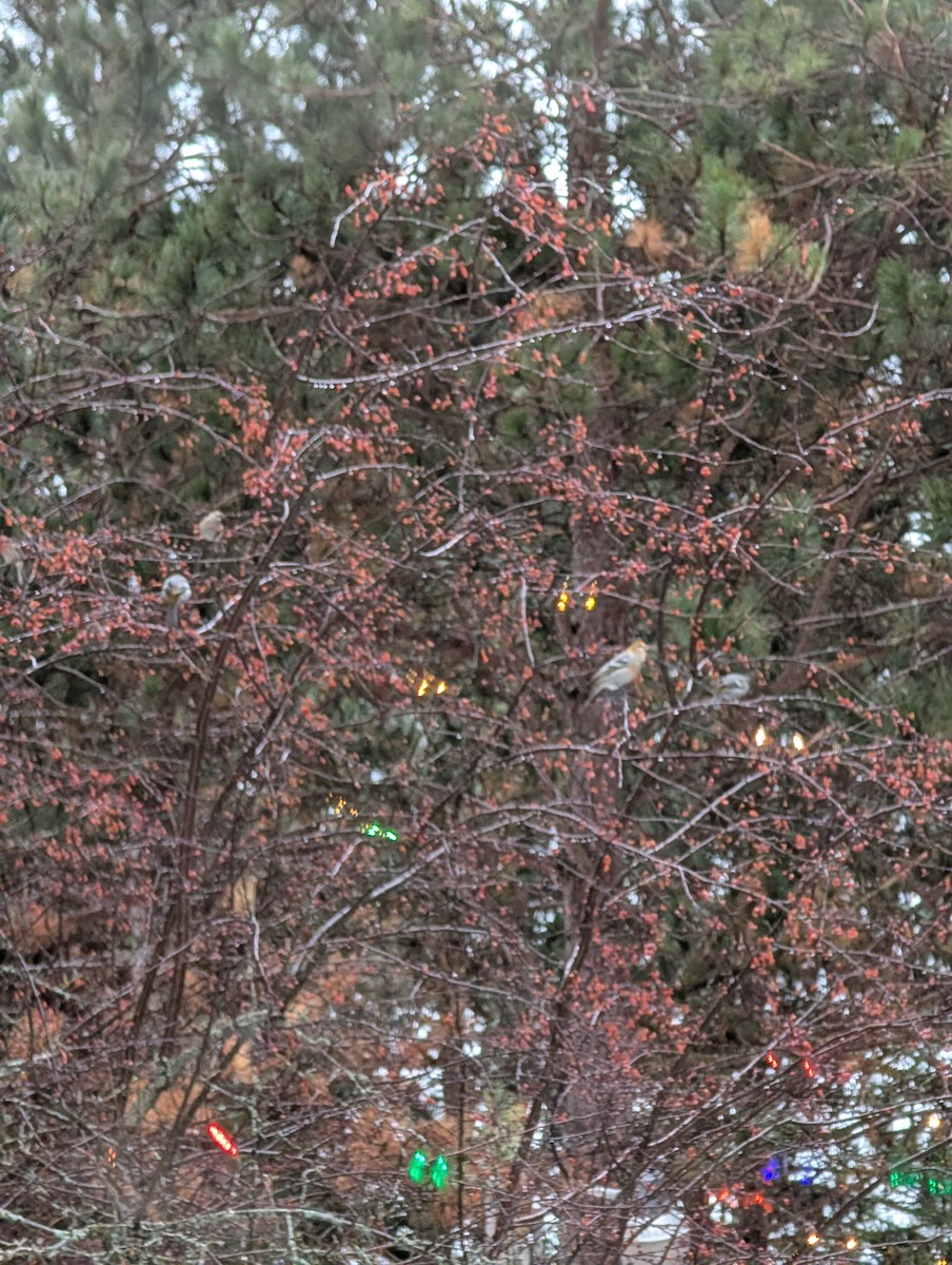 Hakengimpel - ML647701944