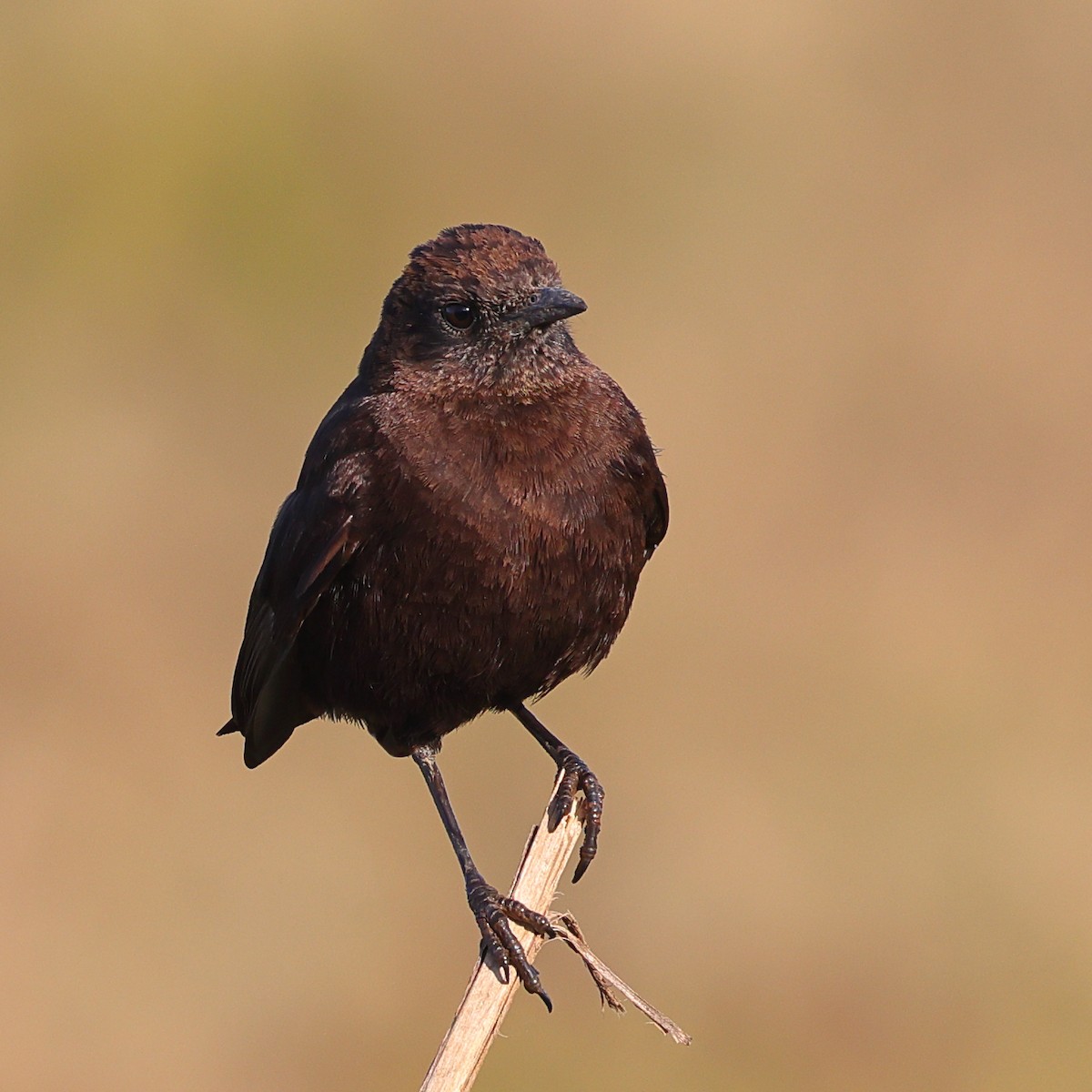 Northern Anteater-Chat - ML647701954