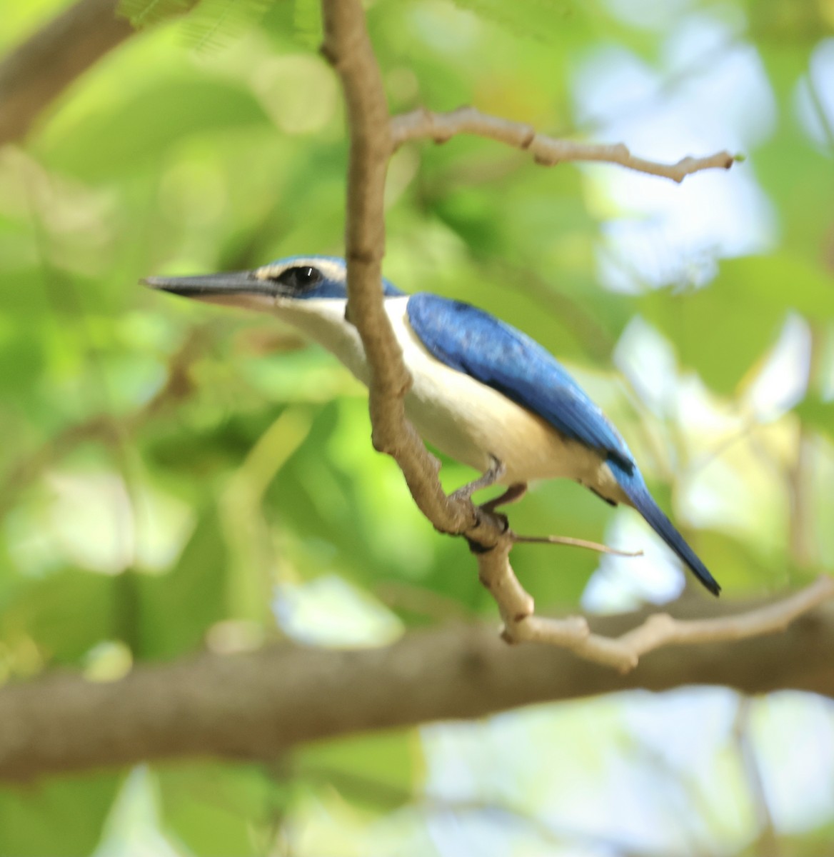タイヘイヨウショウビン - ML647701958