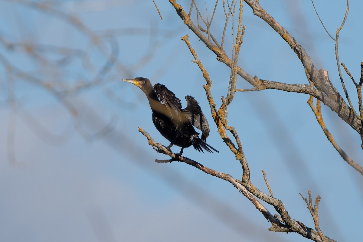 kormorán velký - ML647702008