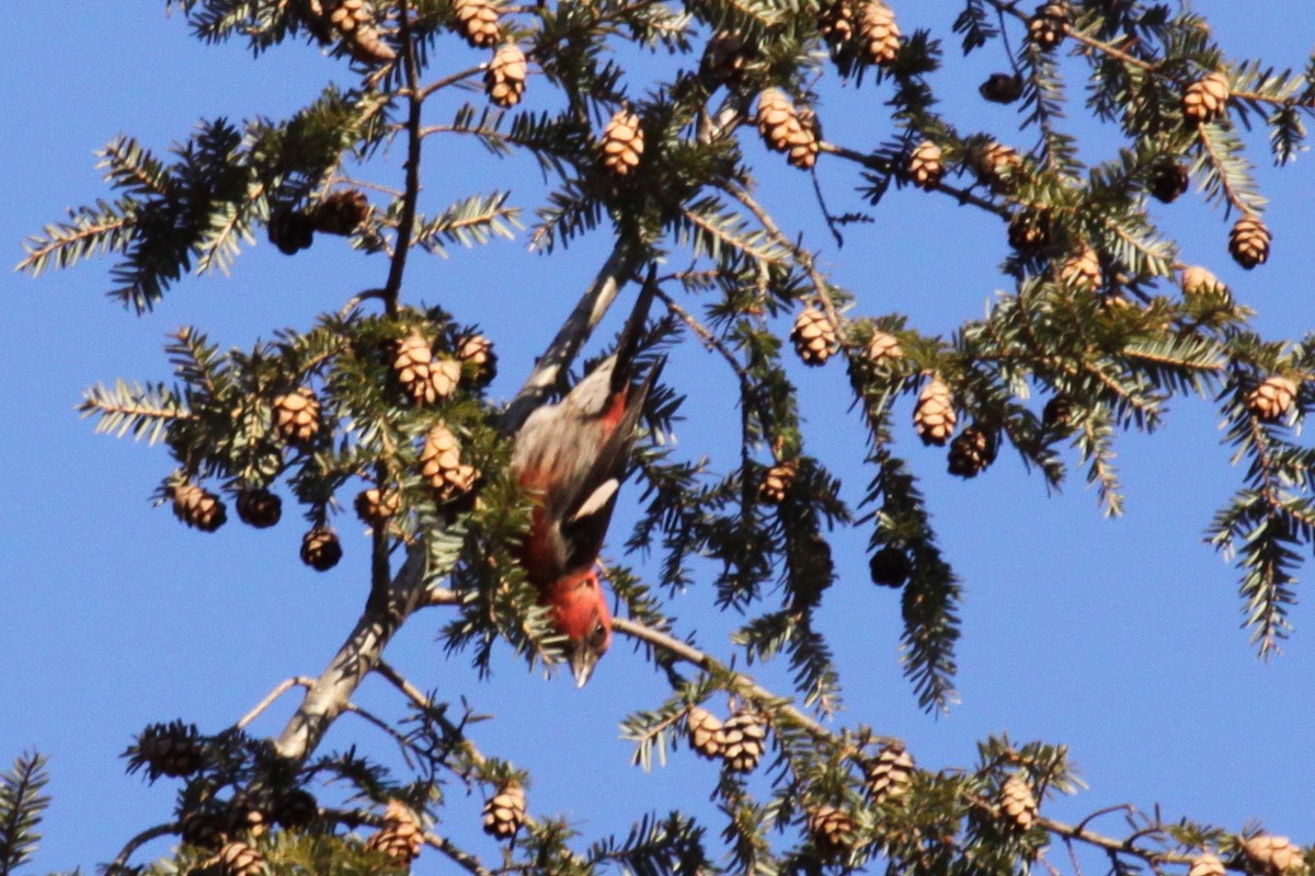 båndkorsnebb - ML647702028