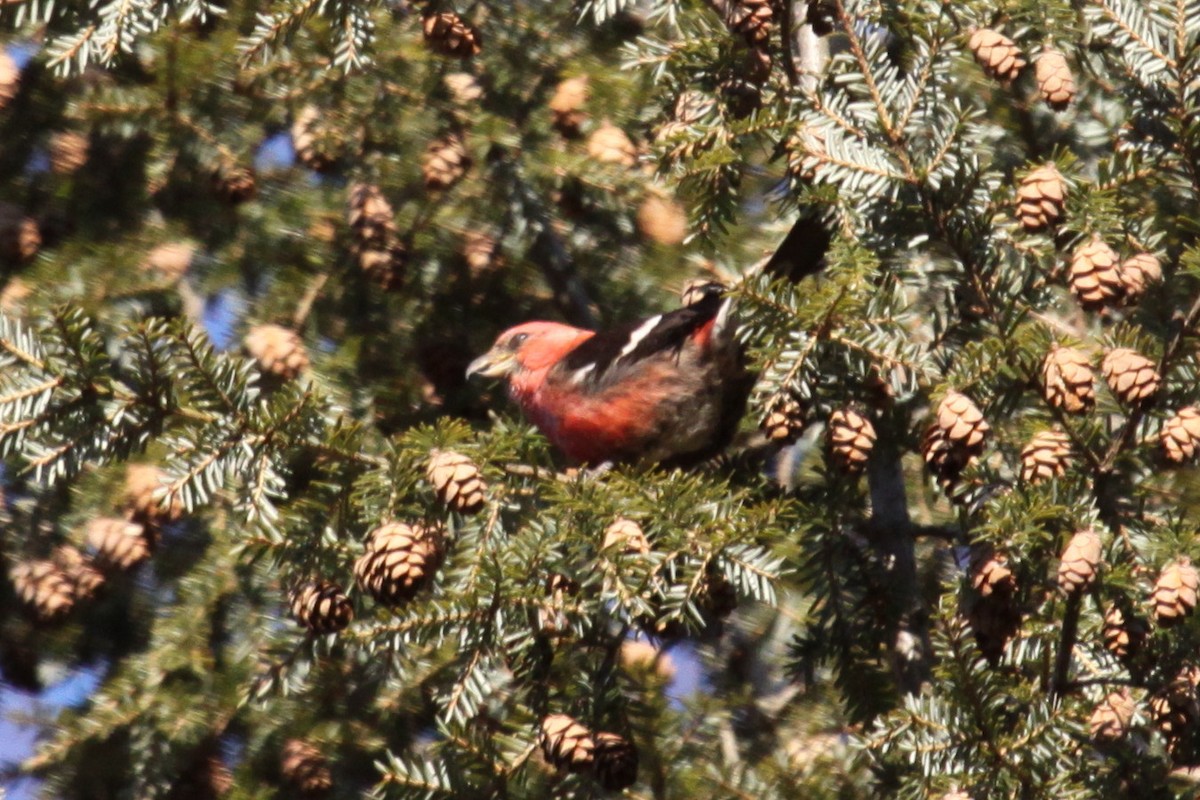 båndkorsnebb - ML647702029