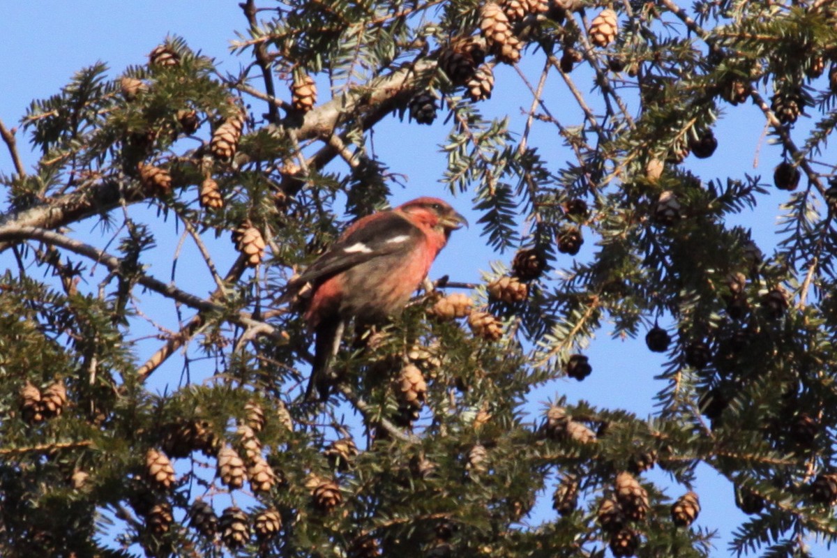 båndkorsnebb - ML647702030