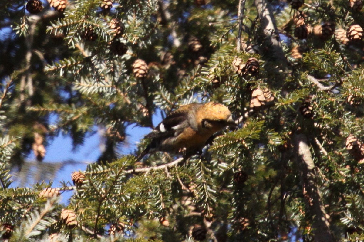 båndkorsnebb - ML647702031