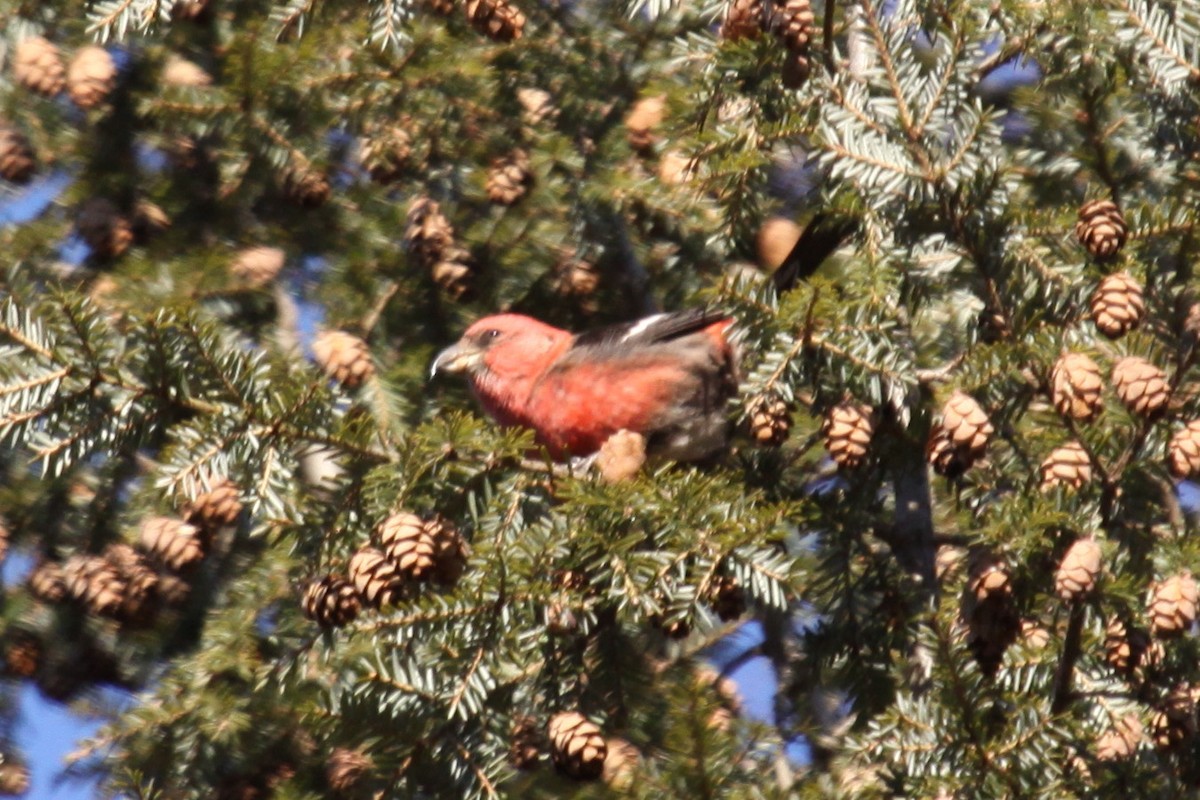 båndkorsnebb - ML647702032