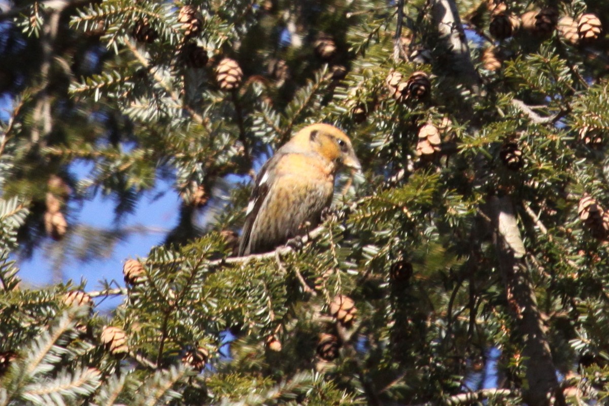 båndkorsnebb - ML647702033