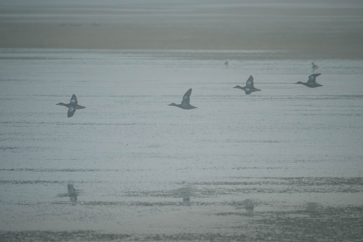 čírka modrokřídlá - ML647702068