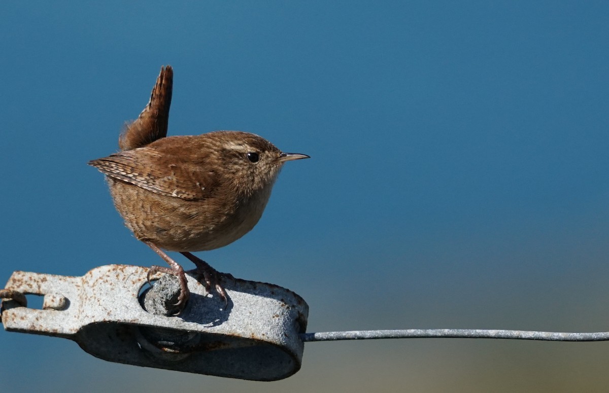 ミソサザイ - ML647702077