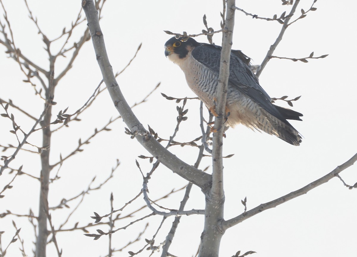 Peregrine Falcon - ML647702095
