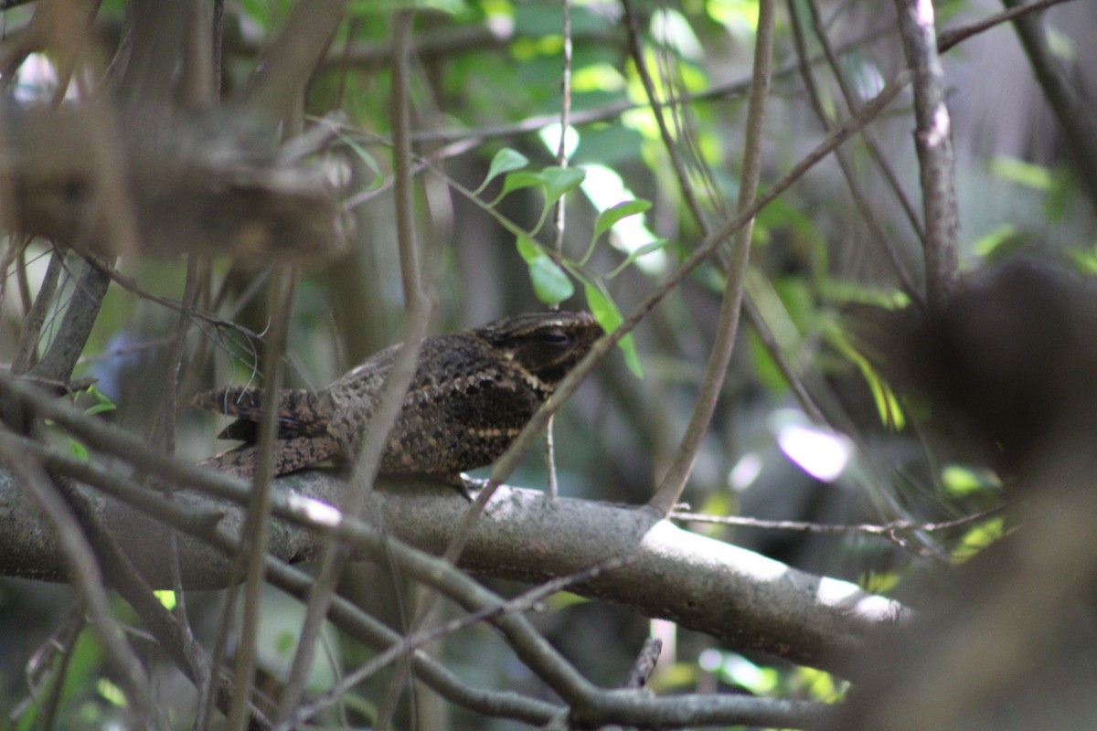 Chuck-will's-widow - ML647702096