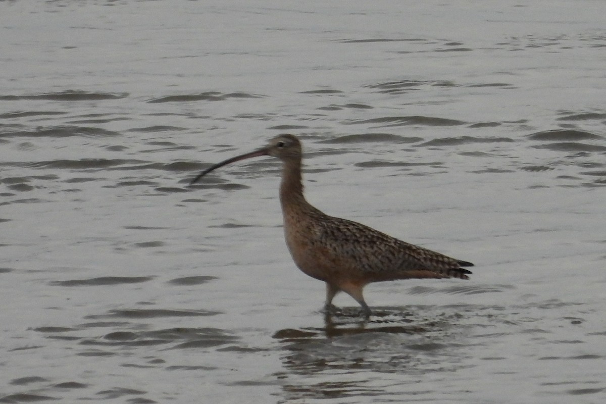 Кульон американський - ML647702098