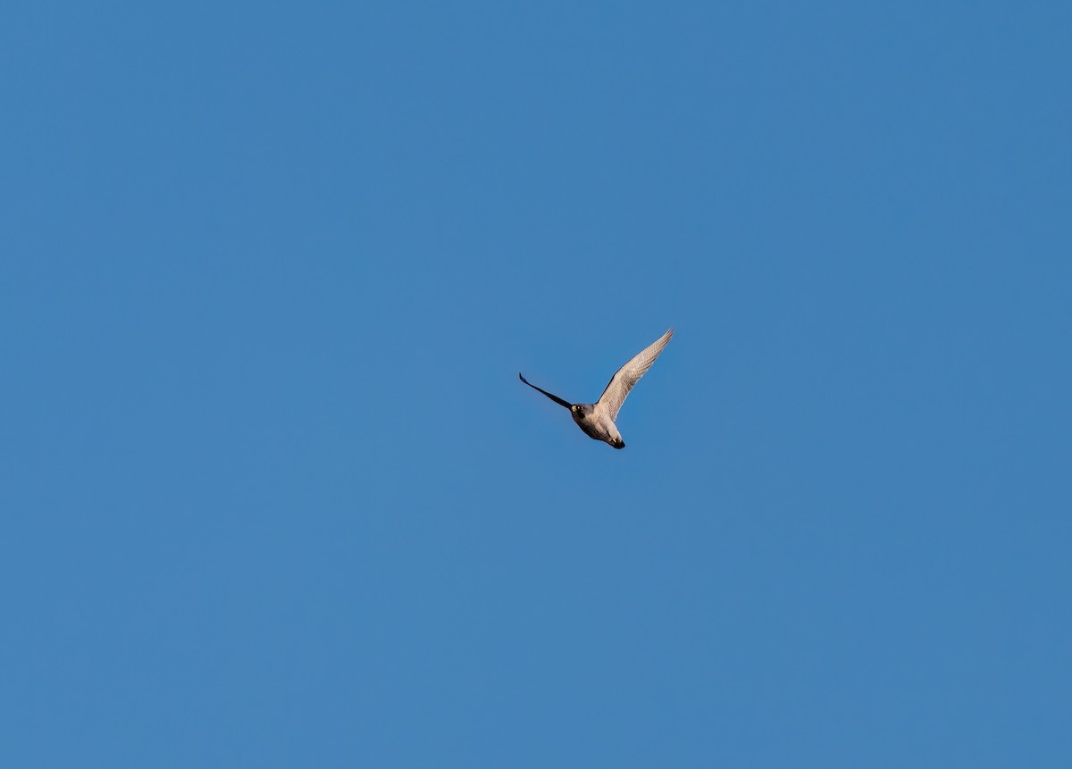 Peregrine Falcon - ML647702100