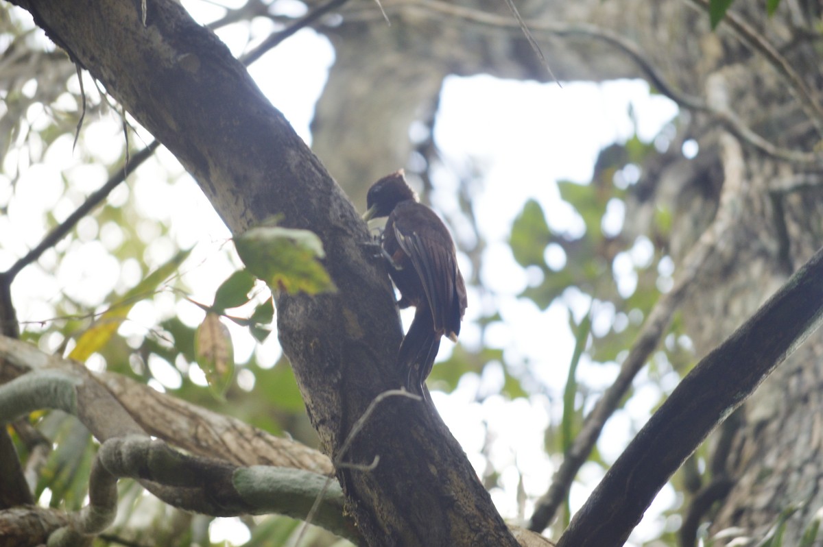 Chestnut Woodpecker - ML647702104