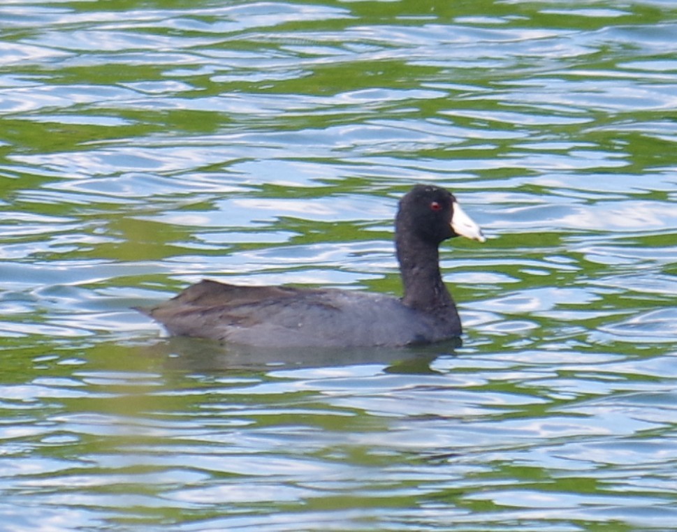 Лиска американська - ML647702109