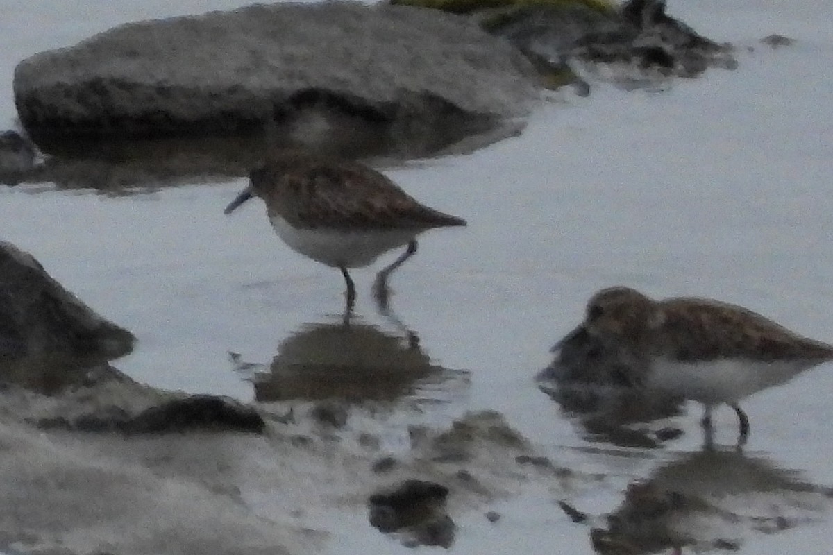 Least Sandpiper - ML647702110