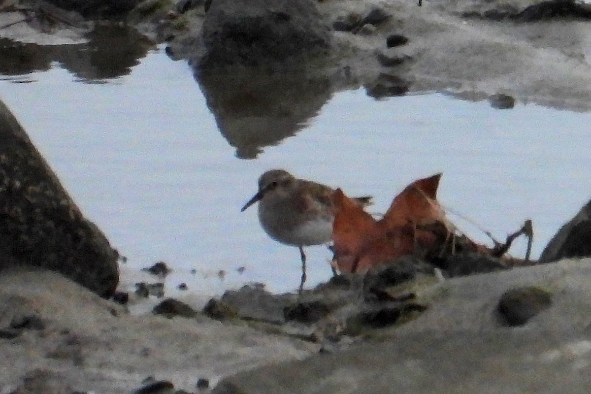 Least Sandpiper - ML647702111