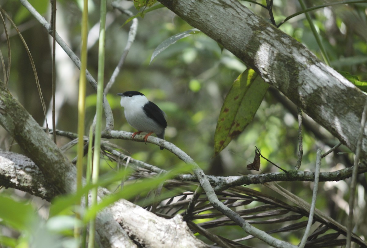 White-bearded Manakin - ML647702113
