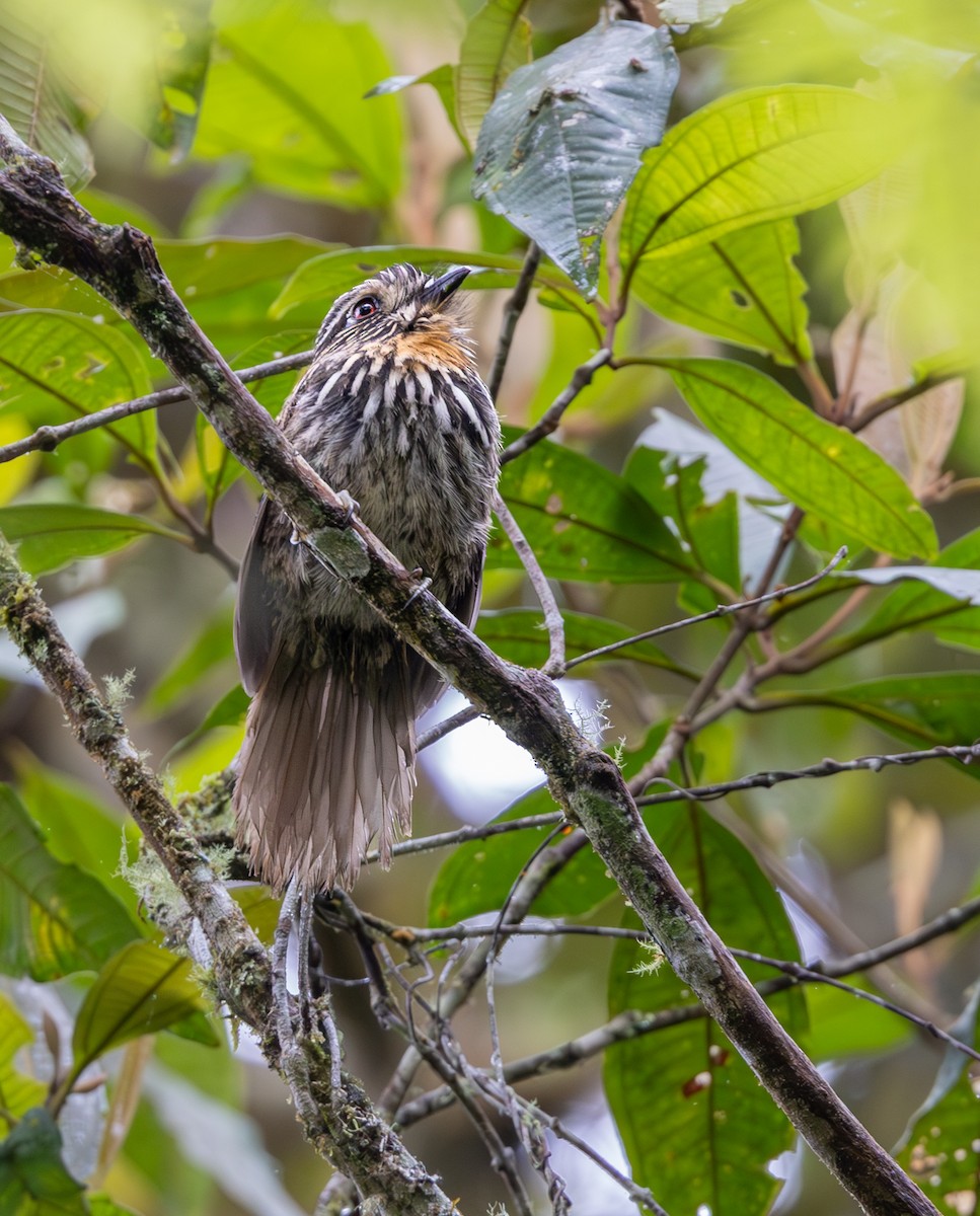 Black-streaked Puffbird - ML647702114
