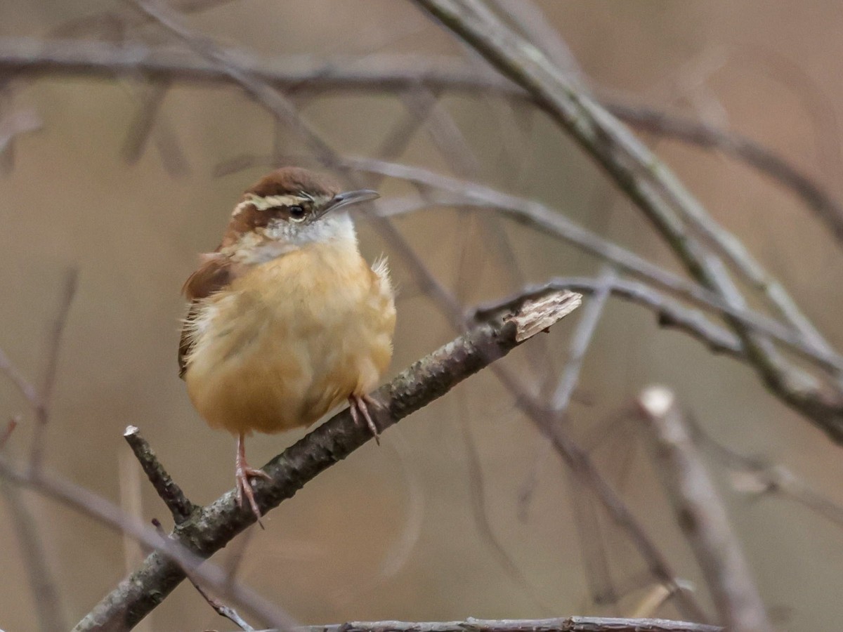 Carolina Wren - ML647702115