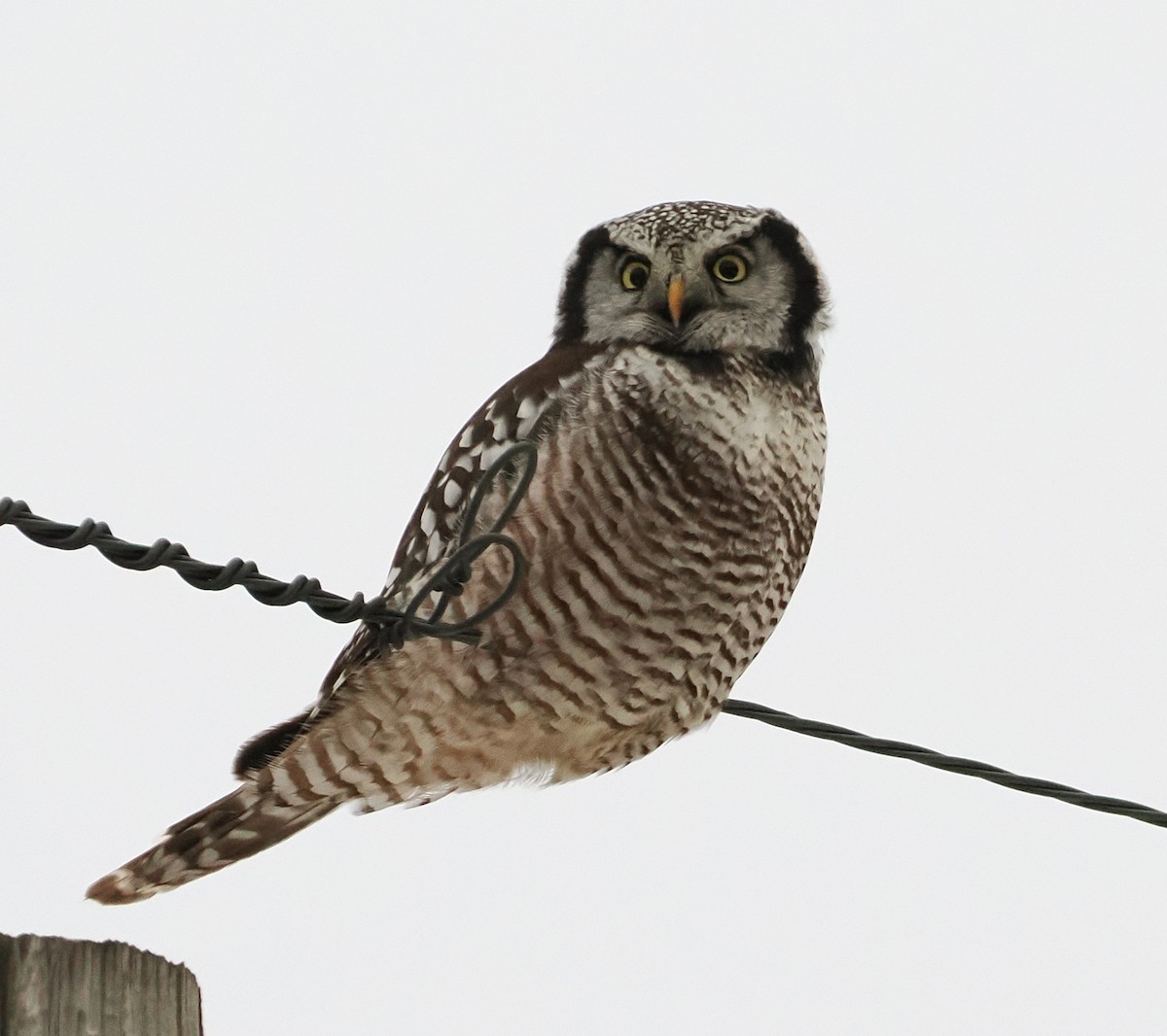 Northern Hawk Owl - ML647702117