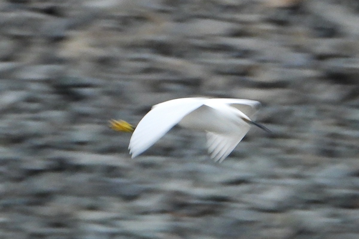 Snowy Egret - ML647702119
