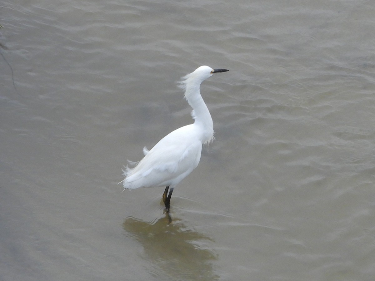 Snowy Egret - ML647702120