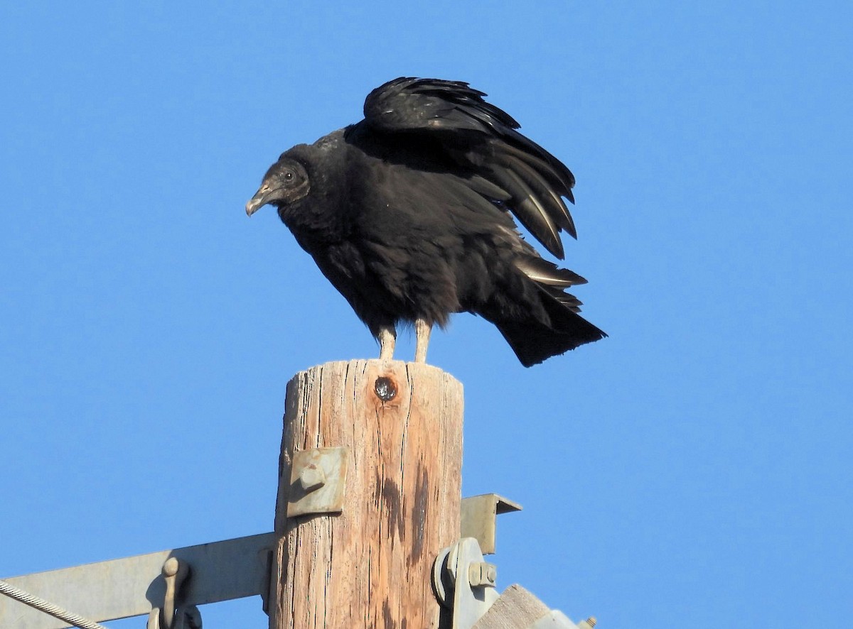 Black Vulture - ML647702121