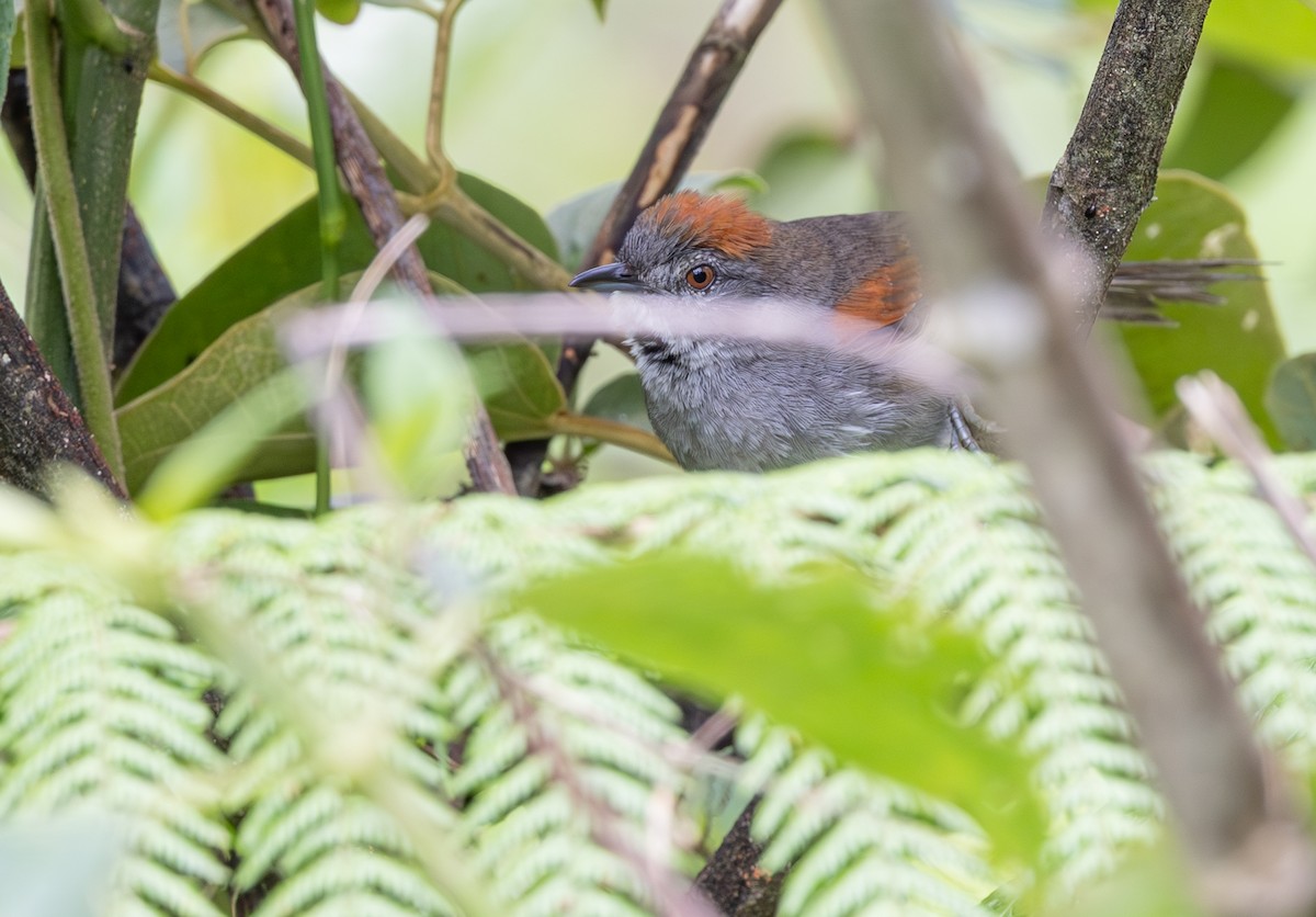 Dark-breasted Spinetail - ML647702122
