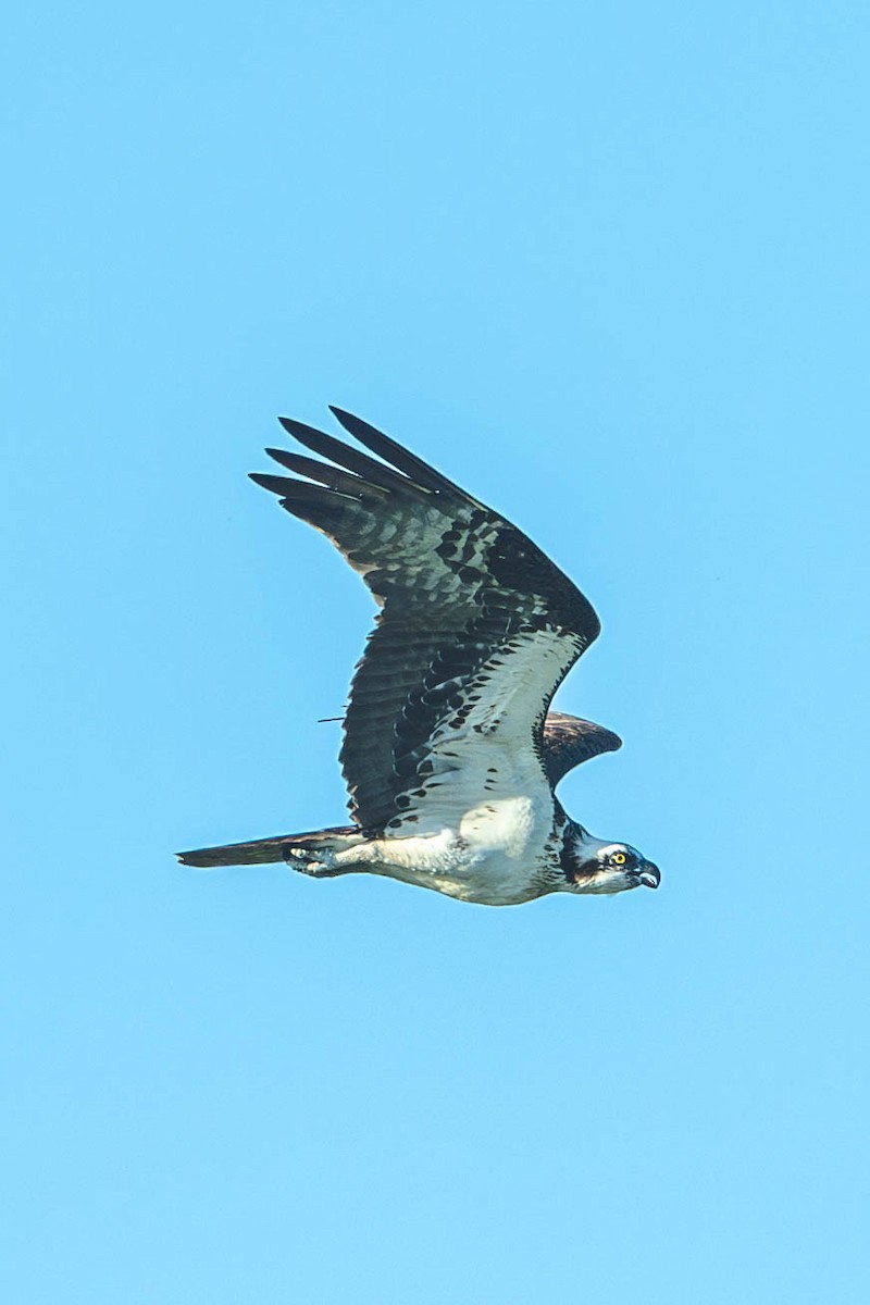 Osprey - ML647702123