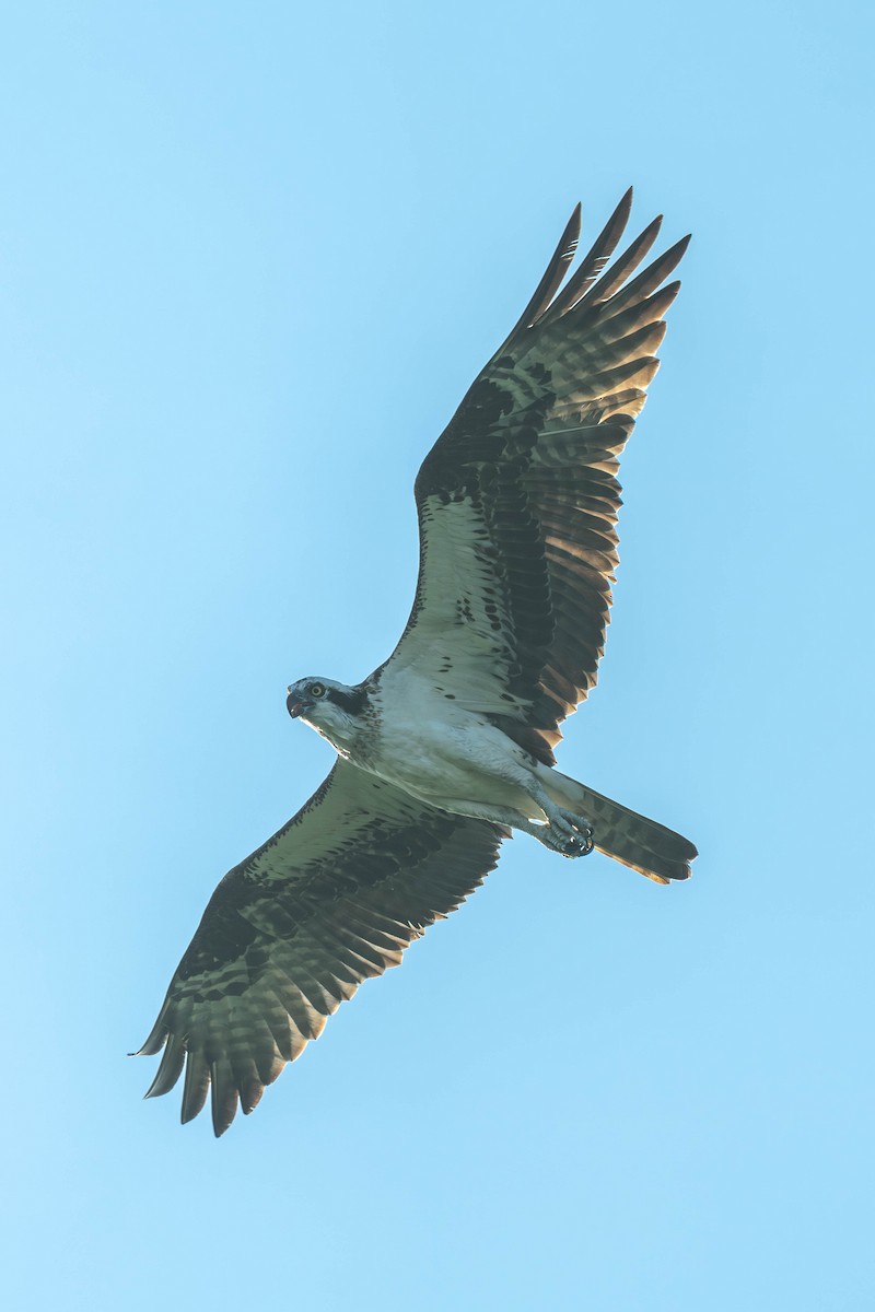 Osprey - ML647702124