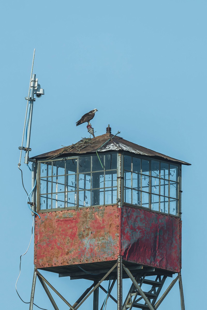 Osprey - ML647702125