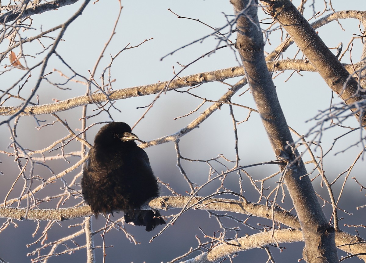 American Crow - ML647702126