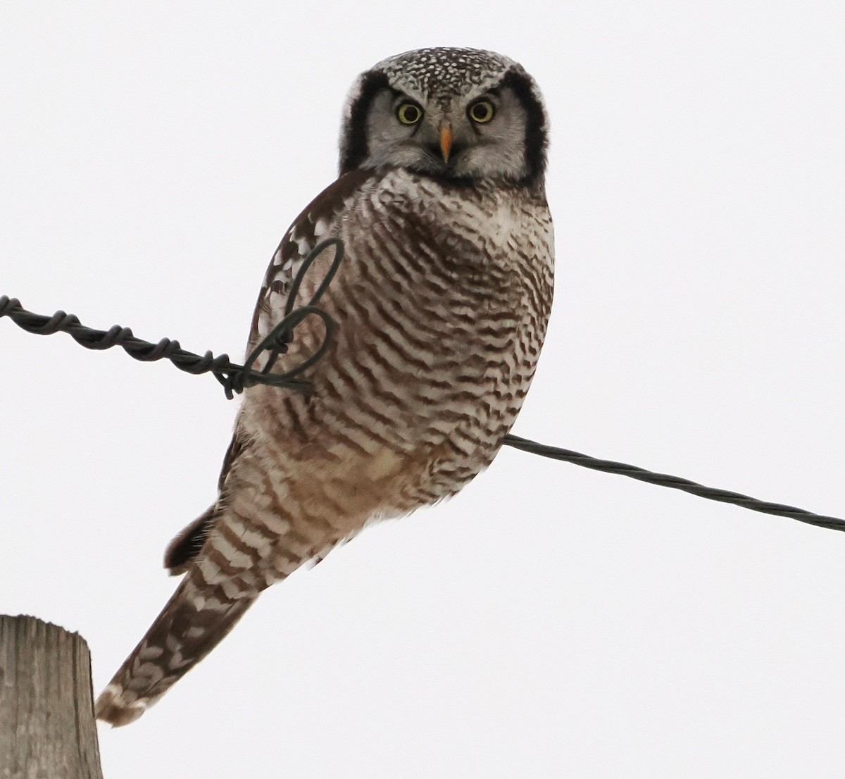 Northern Hawk Owl - ML647702127