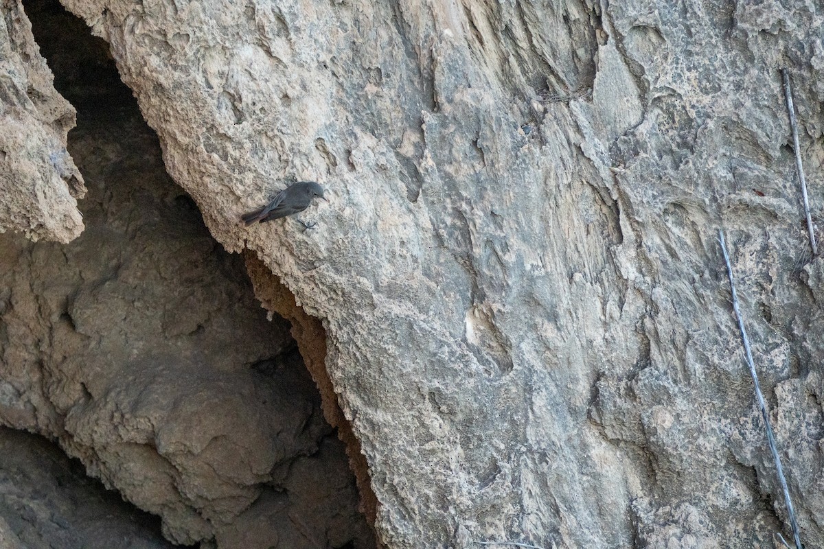 Black Redstart - ML647702131