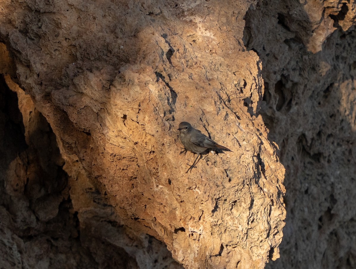 Black Redstart - ML647702132