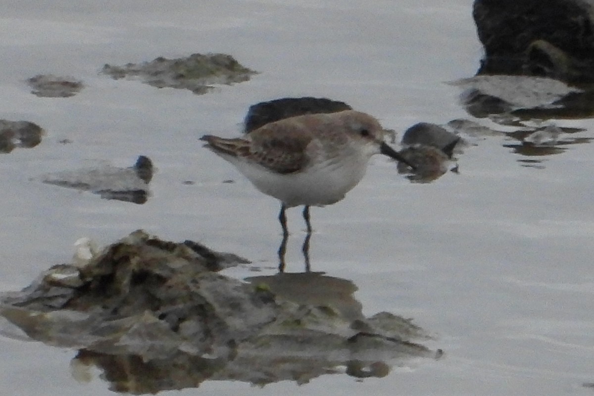 Western Sandpiper - ML647702134