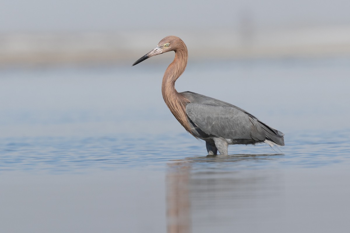 Reddish Egret - ML647702139