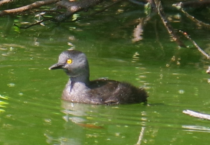 Amerika Küçük Batağanı - ML647702148