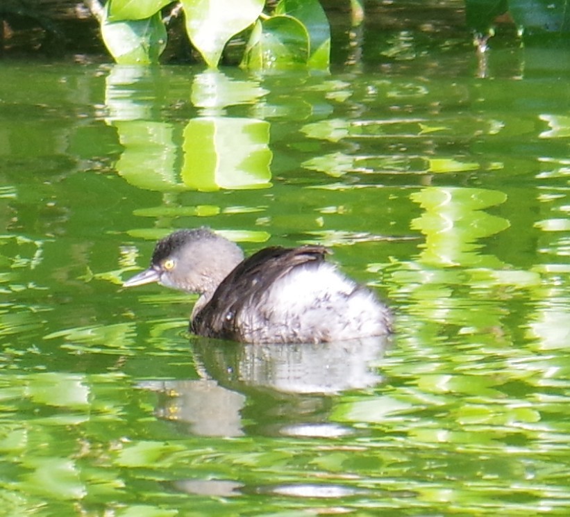 Amerika Küçük Batağanı - ML647702149