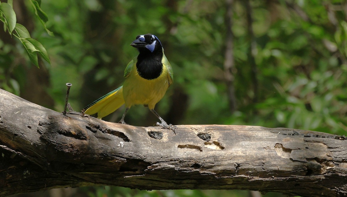 インカサンジャク - ML647702150